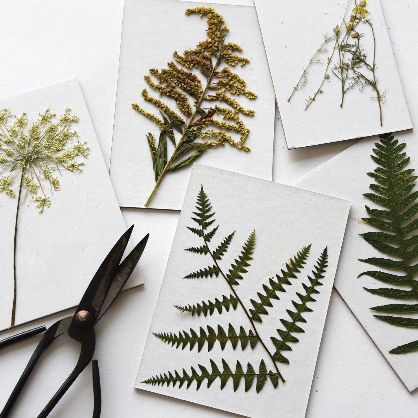 June & December - Flower Press Refill