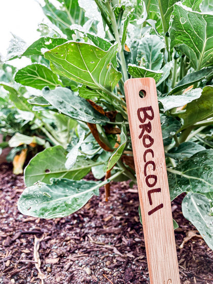 Seattle Seed Co. - Wood Plant Labels