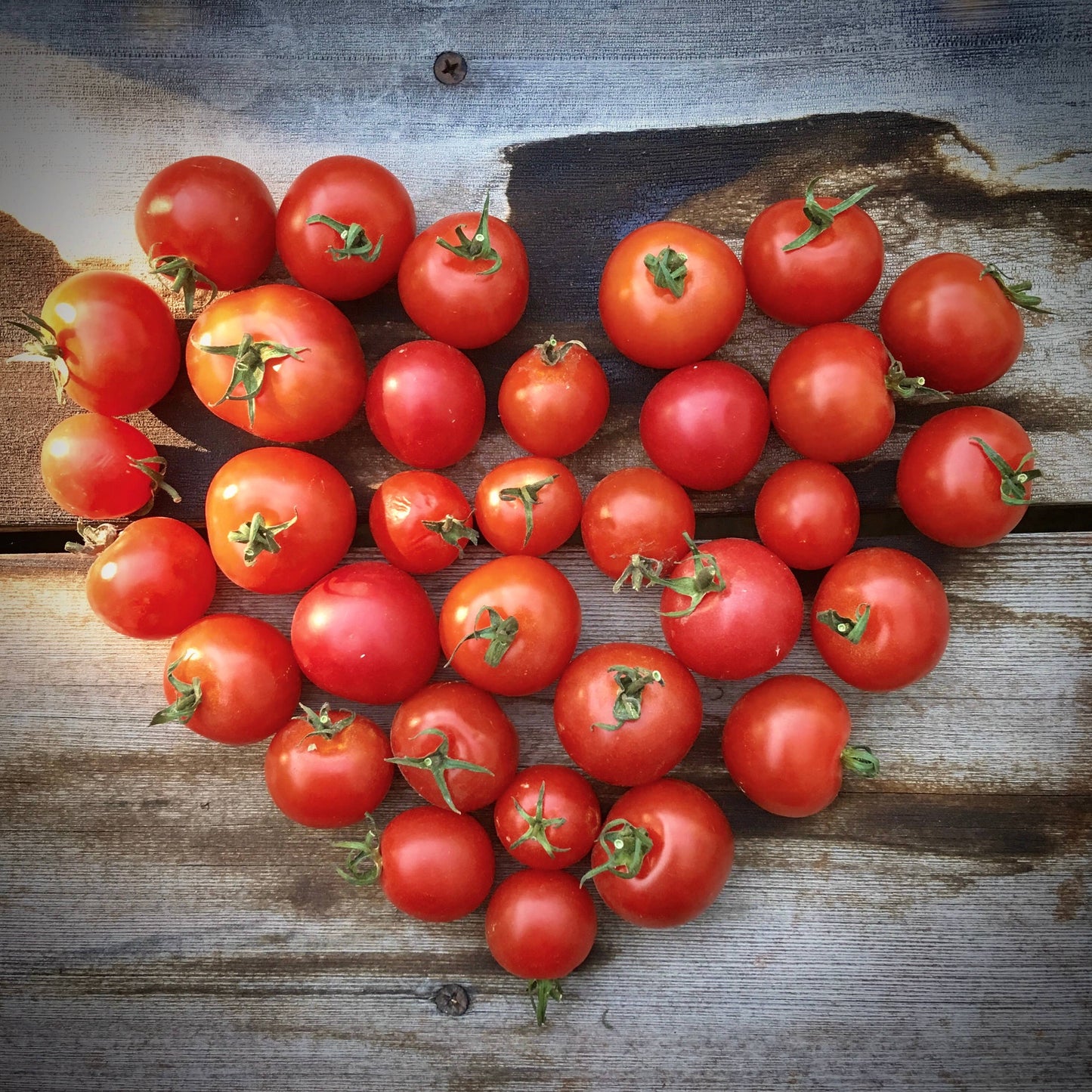 Potting Shed Creations - Garden in a Bag, Tomato