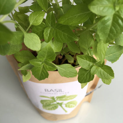 Potting Shed Creations - Garden in a Bag, Basil