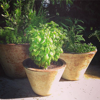 Potting Shed Creations - Garden Maker Culinary Herbs