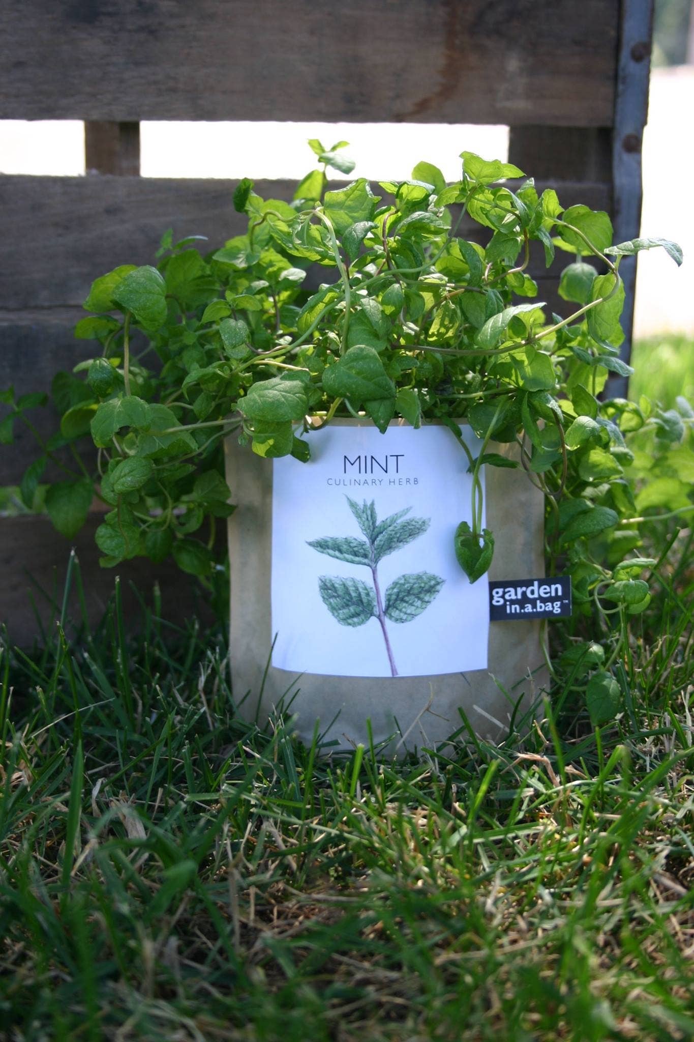 Potting Shed Creations - Garden in a Bag, Mint