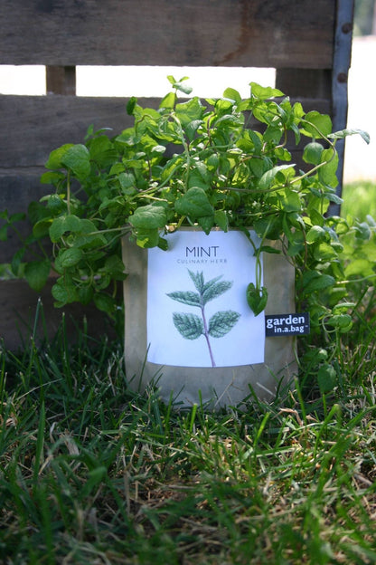 Potting Shed Creations - Garden in a Bag, Mint