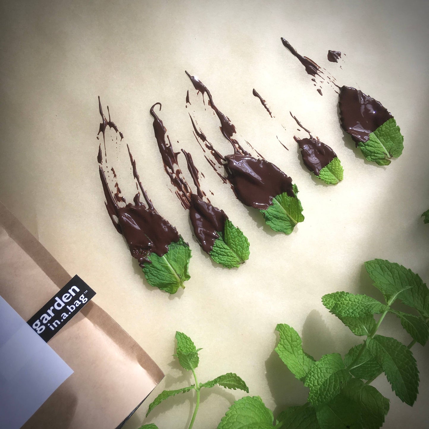 Potting Shed Creations - Garden in a Bag, Mint