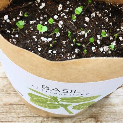 Potting Shed Creations - Garden in a Bag, Basil