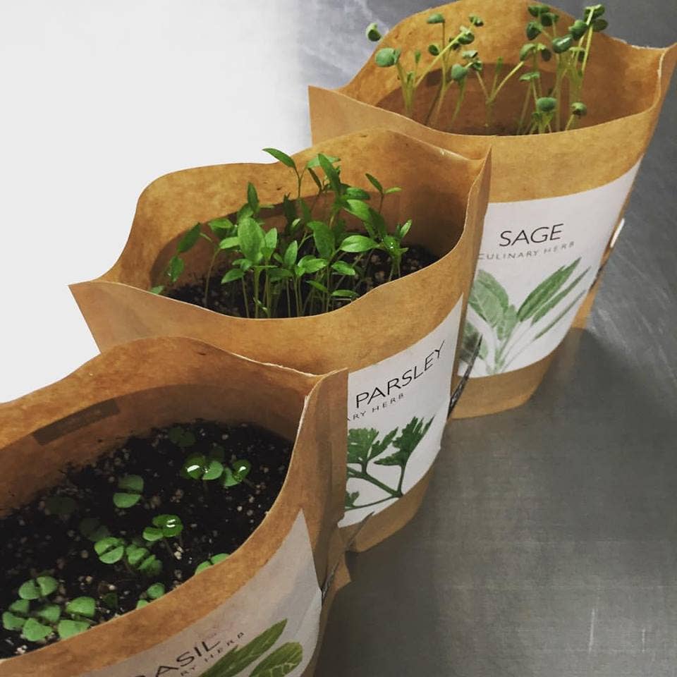 Potting Shed Creations - Garden in a Bag, Italian Parsley