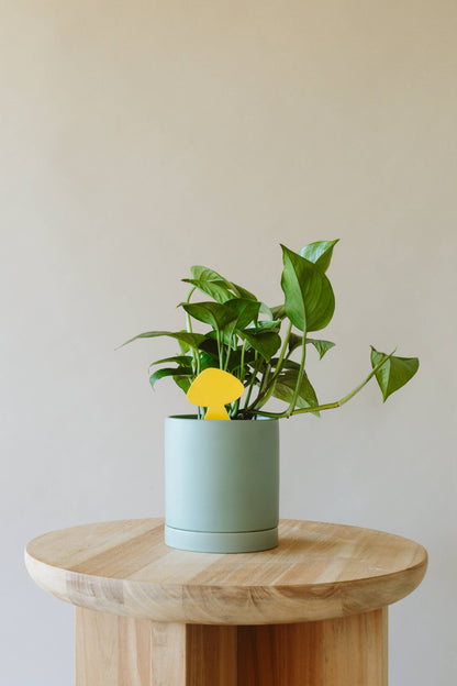 Arber - Sticky Traps for Plant Pests