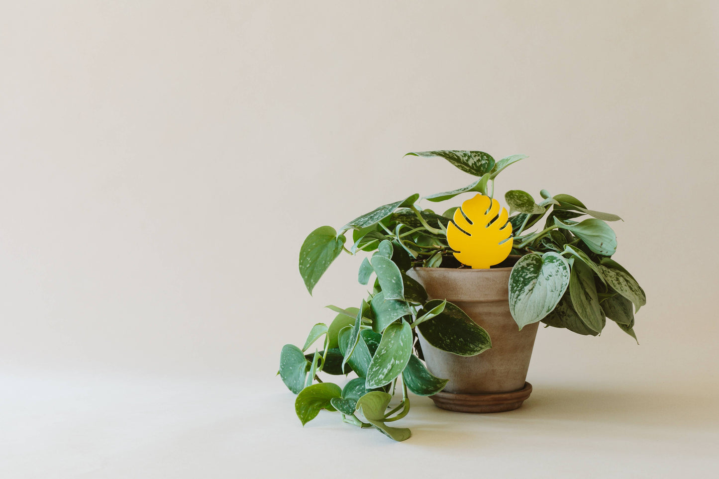 Arber - Sticky Traps for Plant Pests