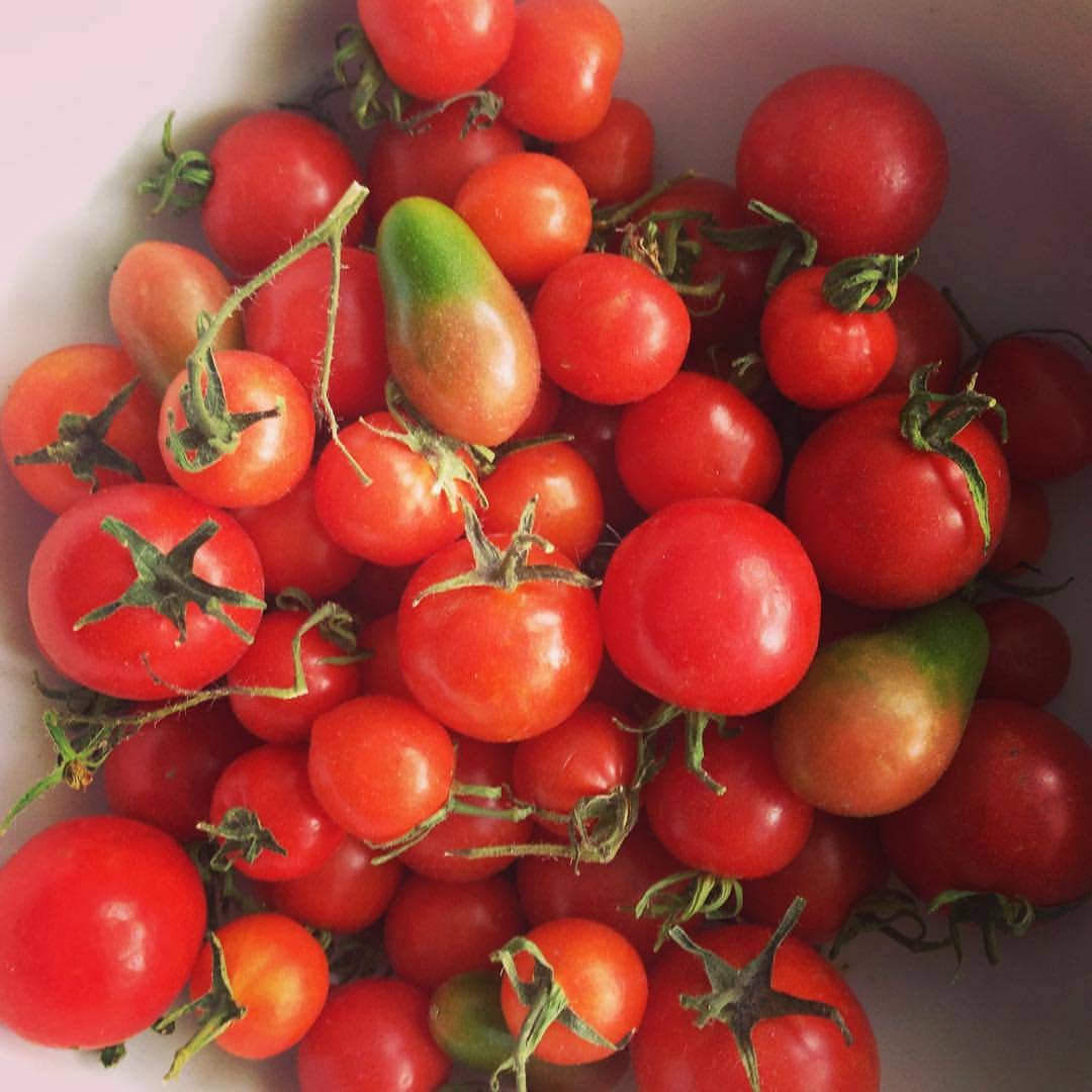 Potting Shed Creations - Garden in a Bag, Tomato