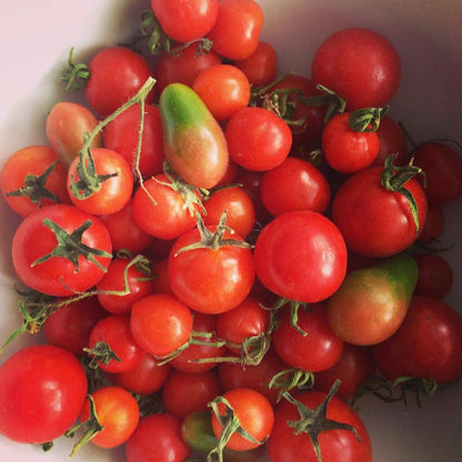 Potting Shed Creations - Garden in a Bag, Tomato