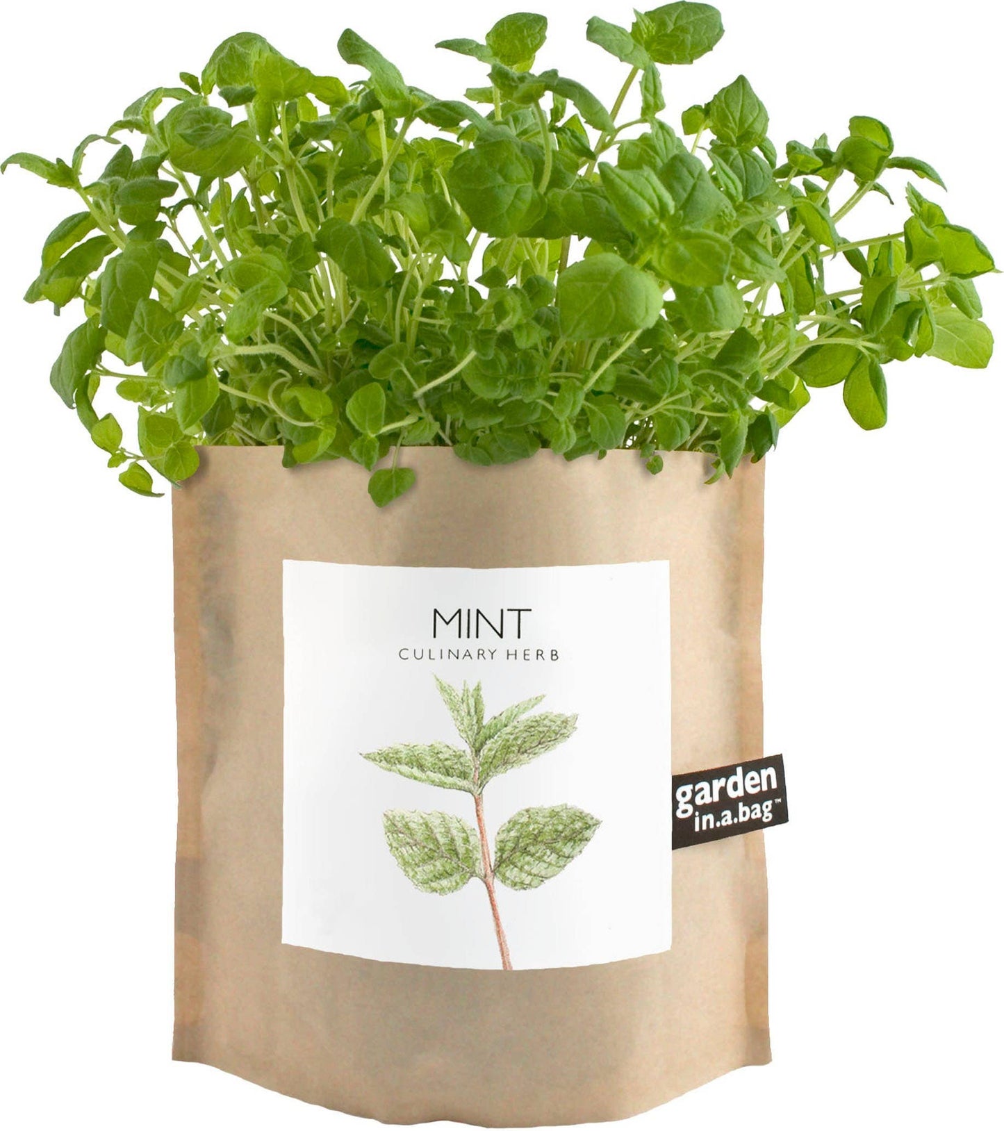 Potting Shed Creations - Garden in a Bag, Mint