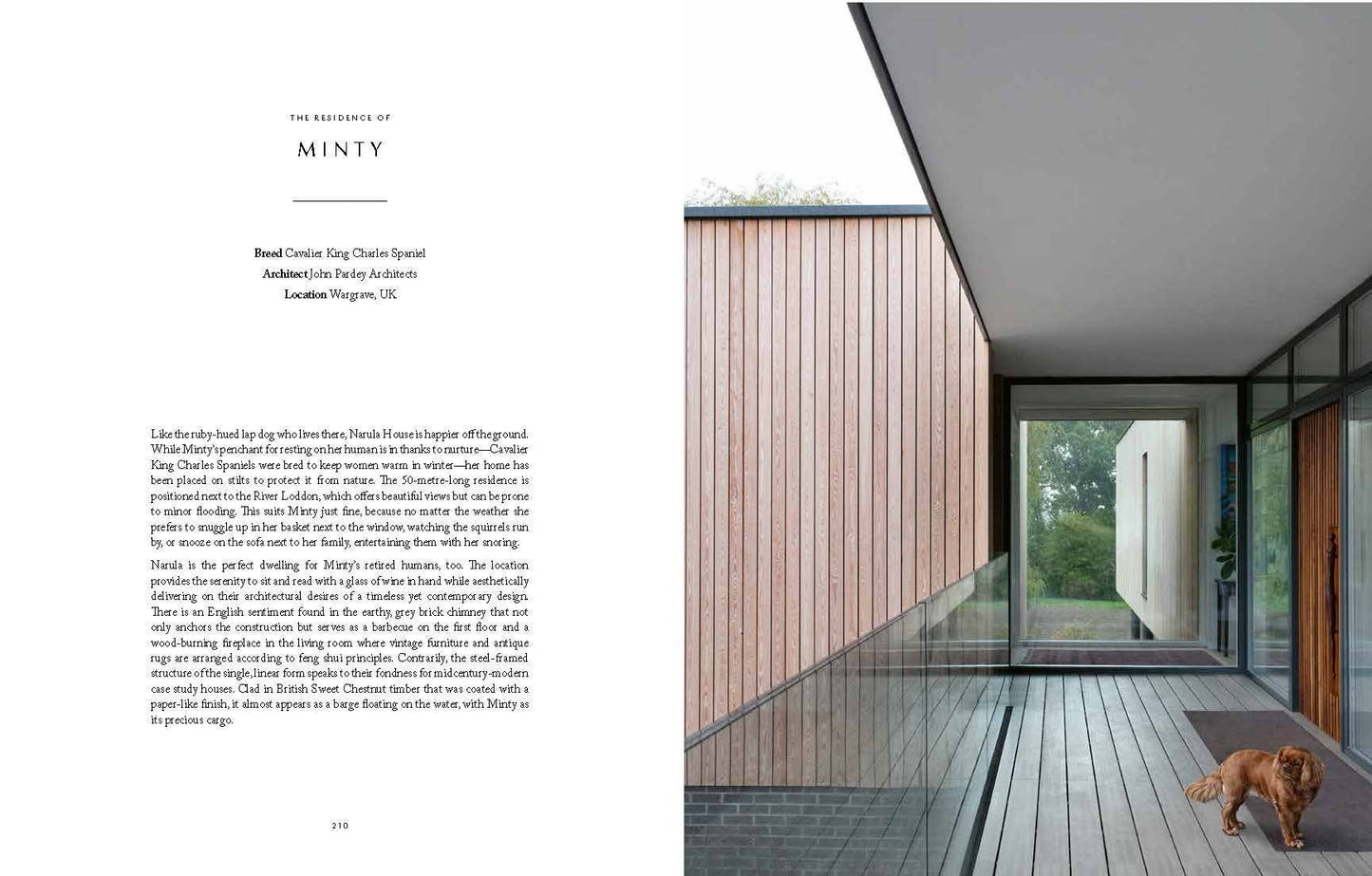 Resident Dog (Volume Two)