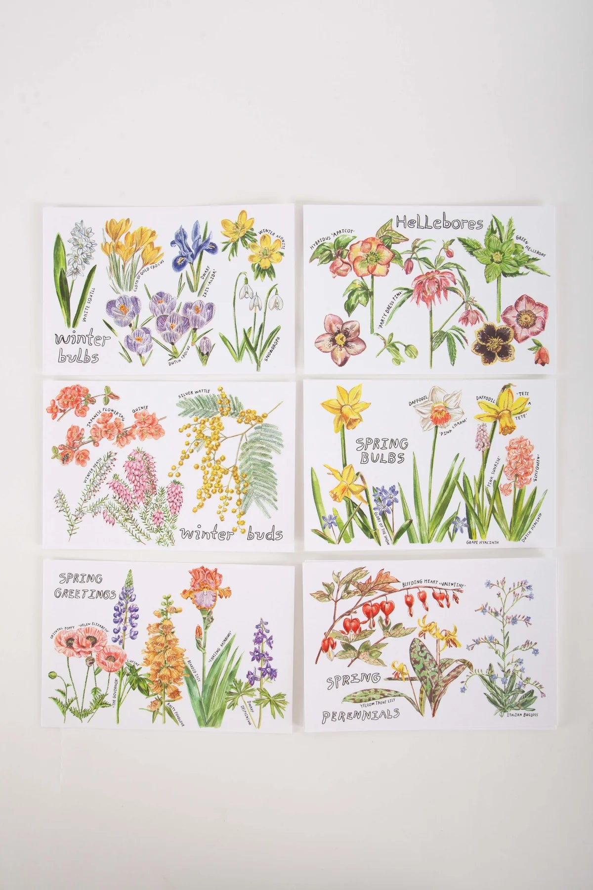Maria Schoettler - From the Garden Postcard (Set of 12)